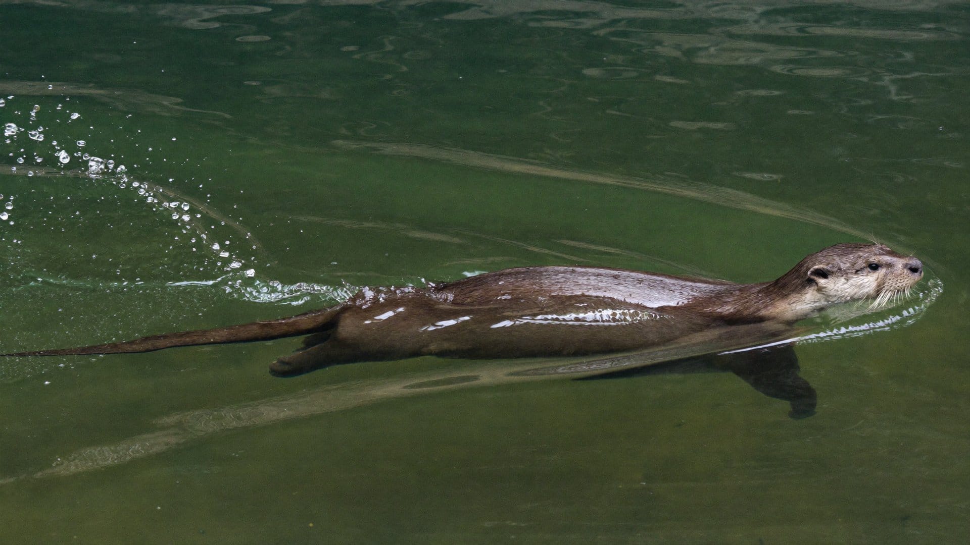 A European otter swimming through clear river water