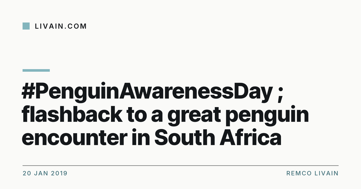 #PenguinAwarenessDay ; flashback to a great penguin encounter in South Africa — title card, livain.com