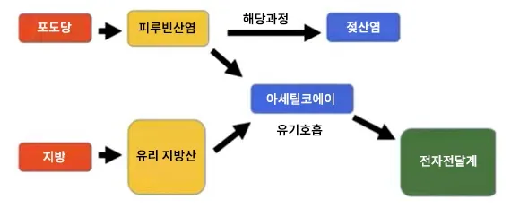 포도당과 지방이 대사되는 과정