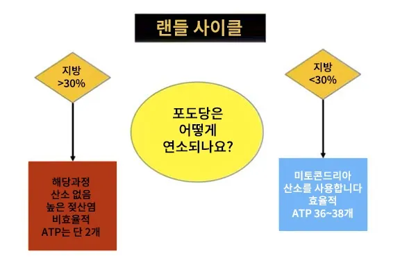 지방이 30% 미만일 때와 초과일 때 랜들 사이클의 설명