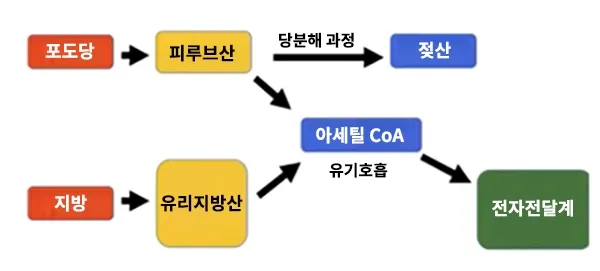 포도당 대사 과정