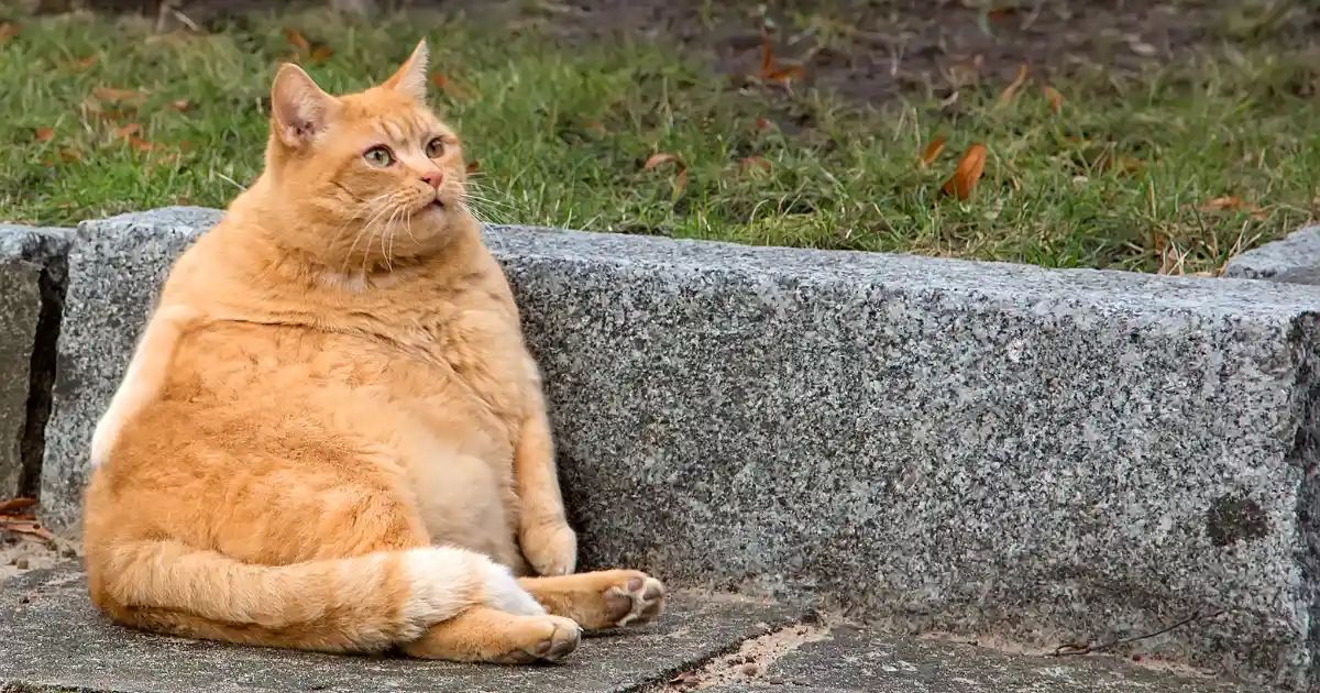 반려동물의 당뇨 발병과 관련된 7가지 신호