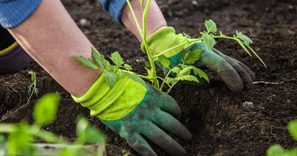 토양을 장기적으로 비옥하게 만드는 방법