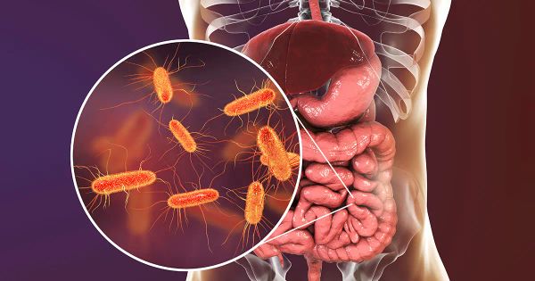특정 장내 세균이 알츠하이머병과 연관되어 있음을 보여주는 새로운 연구