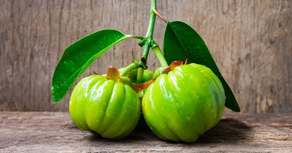 가르시니아 캄보지아, 이 ‘기적적인’ 체중 감량 보충제의 진실과 거짓