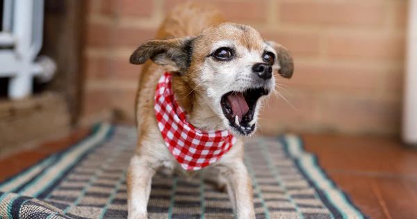 개가 짖는 이유 7가지와 이를 멈추는 법