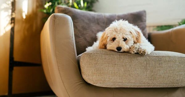 강아지가 우울하다는 것을 나타내는 5가지 징후