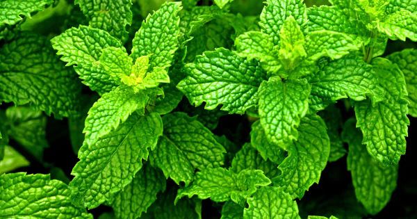 페퍼민트의 힘: 밝혀진 페퍼민트의 건강 효능 21가지