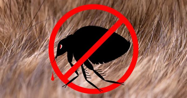 자연적으로 벼룩을 퇴치하는 방법