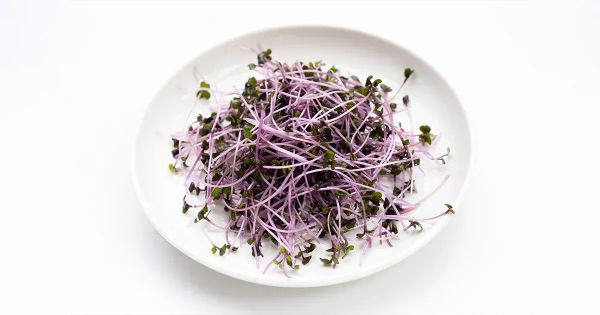 놀라운 슈퍼푸드, 적양배추 새싹