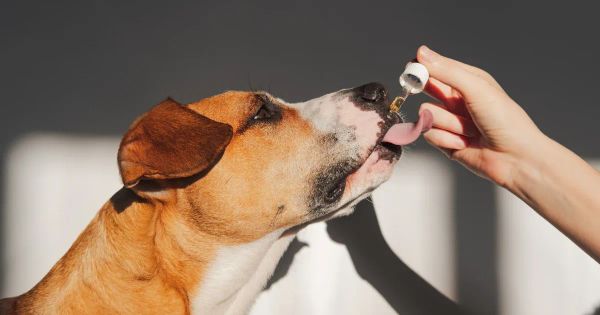 반려견의 건강에 가장 좋은 세 가지 오일