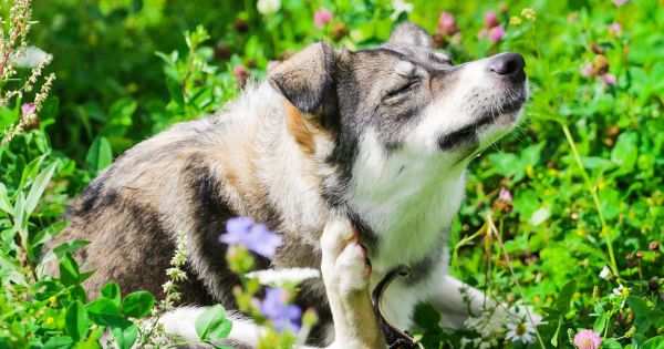 여러분이 잘 모를 수도 있는 반려동물을 키울 때 가장 별로인 부분
