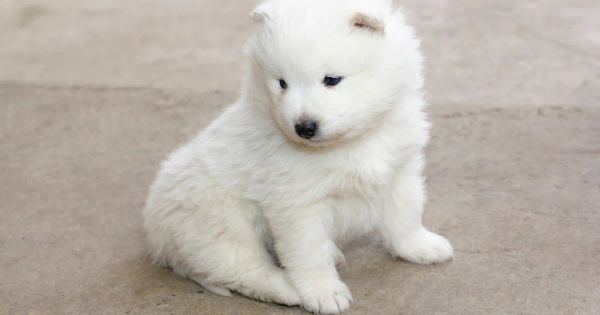 개는 왜 스쿠팅을 하는 걸까요?