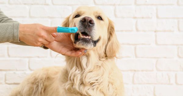 반려 동물의 치아 통증을 암시하는 징후 5가지