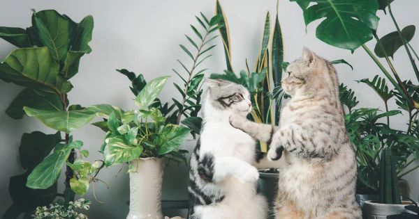 냄새를 맡는 것만으로도 반려동물에게 치명적일 수 있는 유독식물