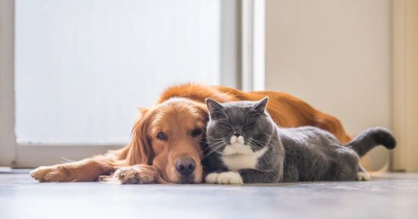 반려동물 종양의 유형 4가지, 증상 10가지 및 발병 위험을 줄일 수 있는 방법 5가지