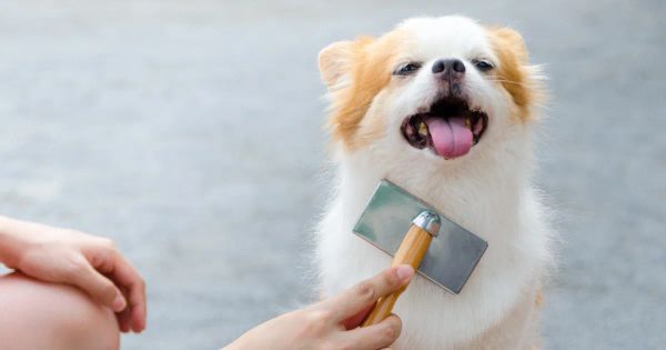 개 비듬 및 피부 질환의 원인