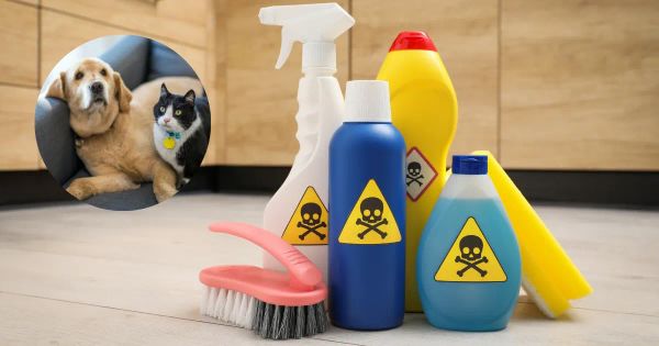 반려동물을 해치지 않고 집을 소독하는 방법