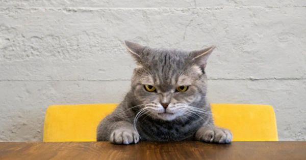 고양이에게 스트레스를 줄 수 있는 10가지 요인