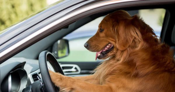 차 안에서 반려동물과 함께 있을 때 결코 해서는 안 될 5가지 행동