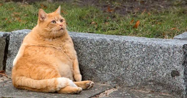 반려동물의 당뇨 발병과 관련된 7가지 신호