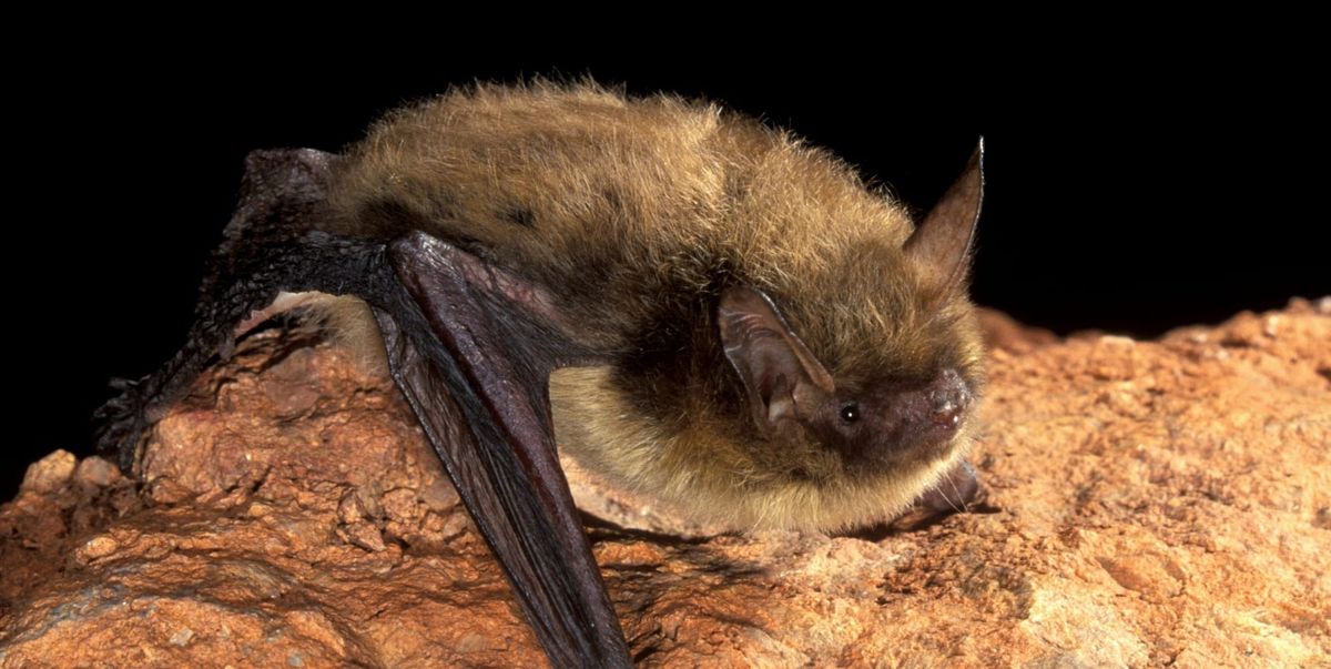 Why are bats so adorable yet so diseased?