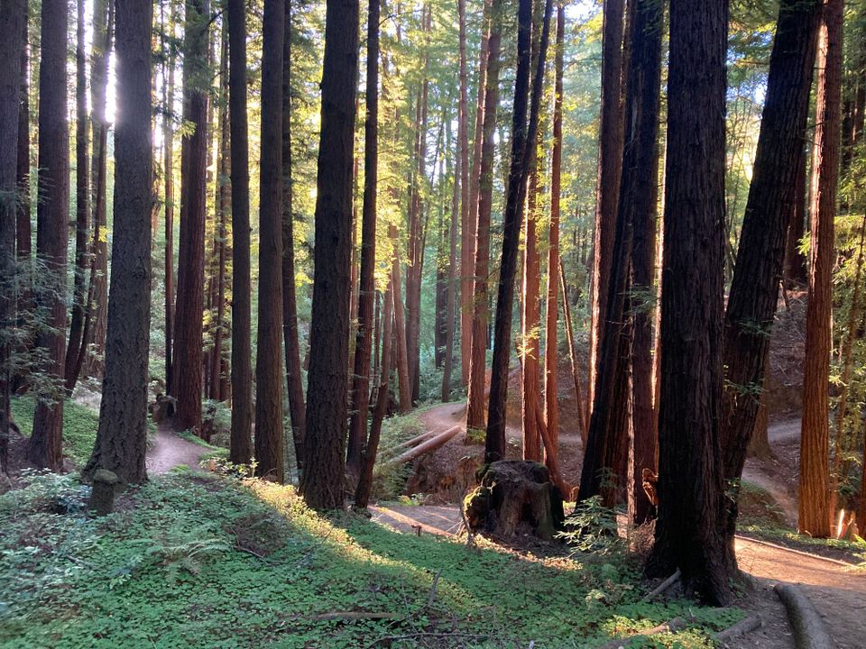 Surrendering to Jesus and clinging to Him, He leads the path!