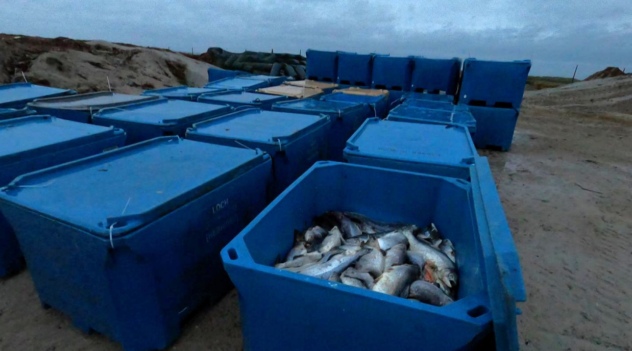 Dead fish in bins at Whiteshore Cockles, taken in October 2020