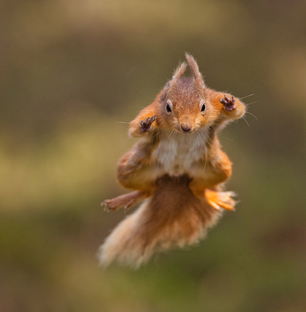 red squirrels
