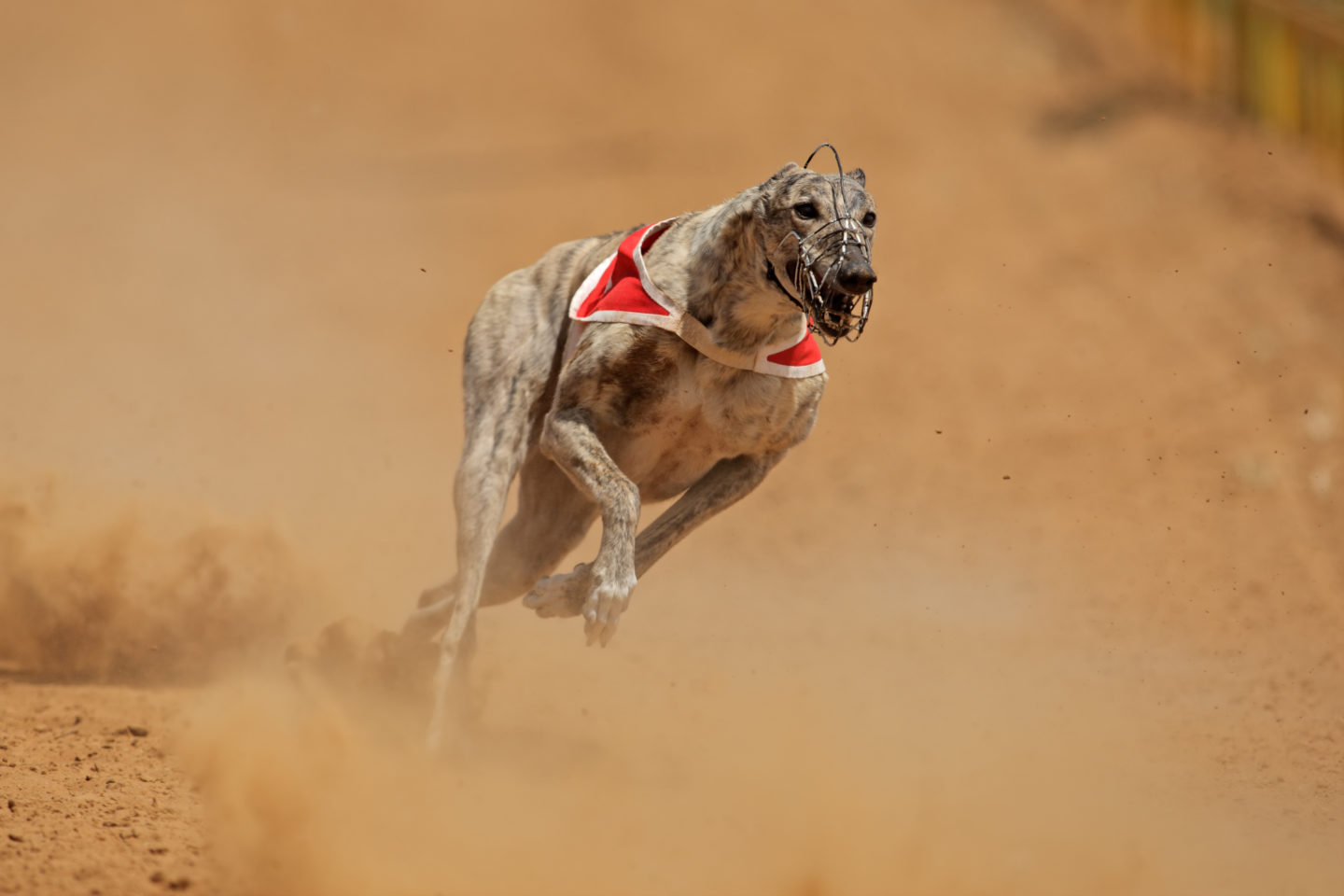 greyhound