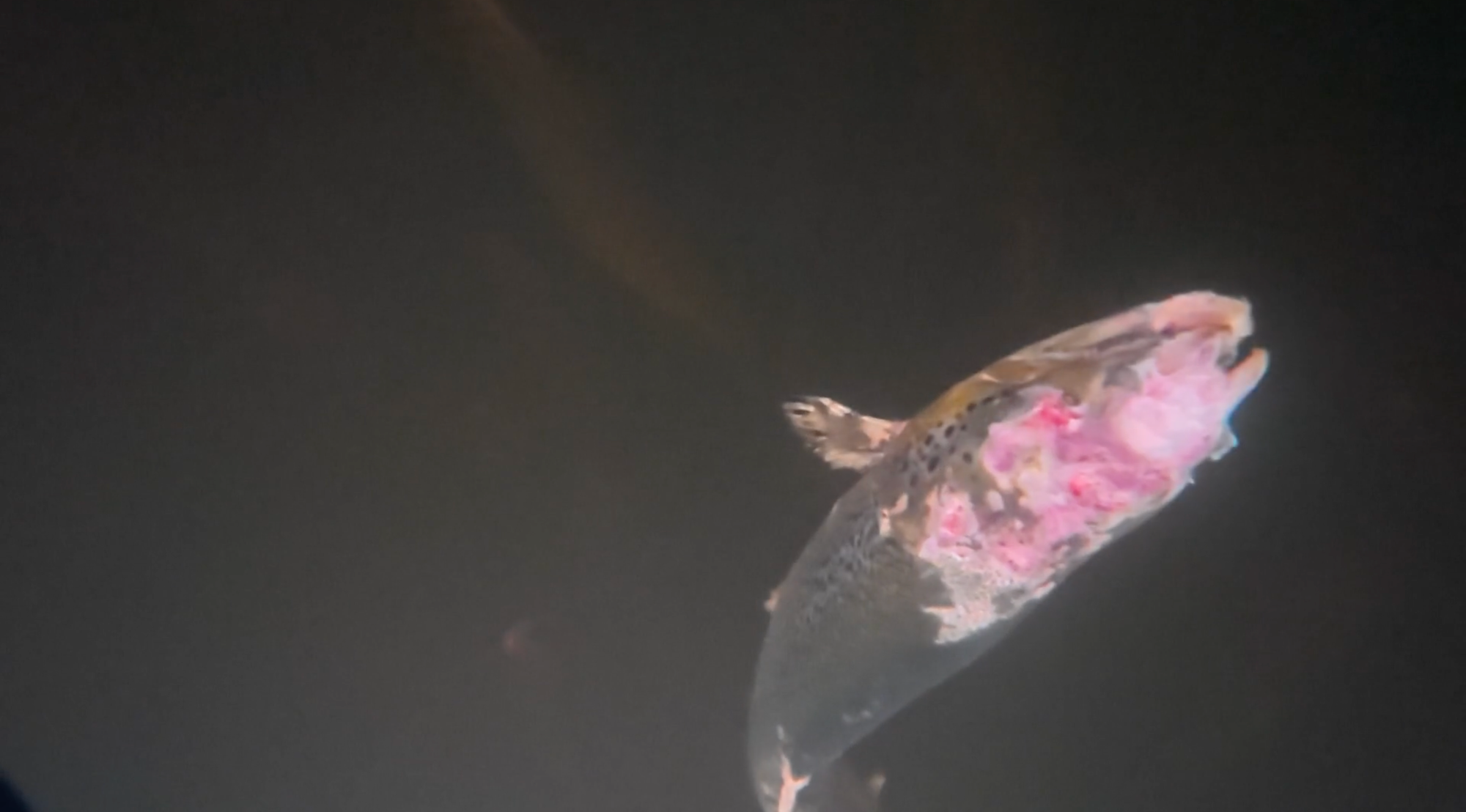 Underwater image of a salmon with severe injuries to its head and face, exposing pink flesh, swimming in dark water.