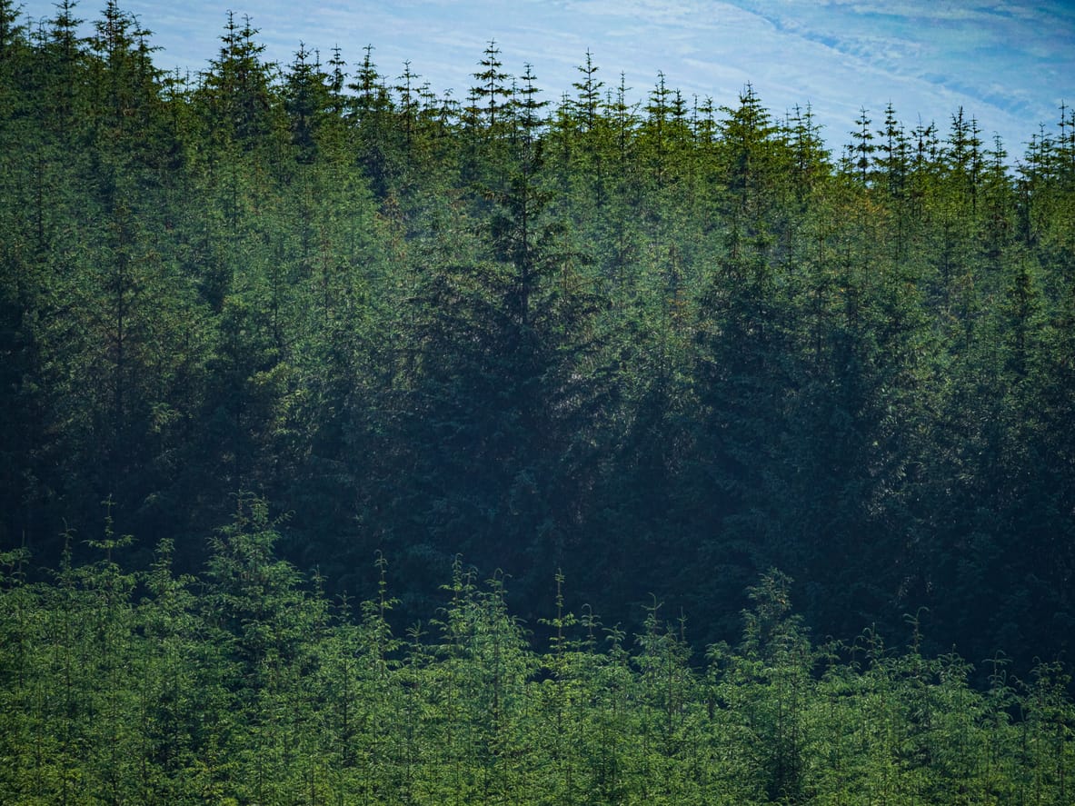 Non-native trees dominate Scotland’s national woodlands. Experts are concerned