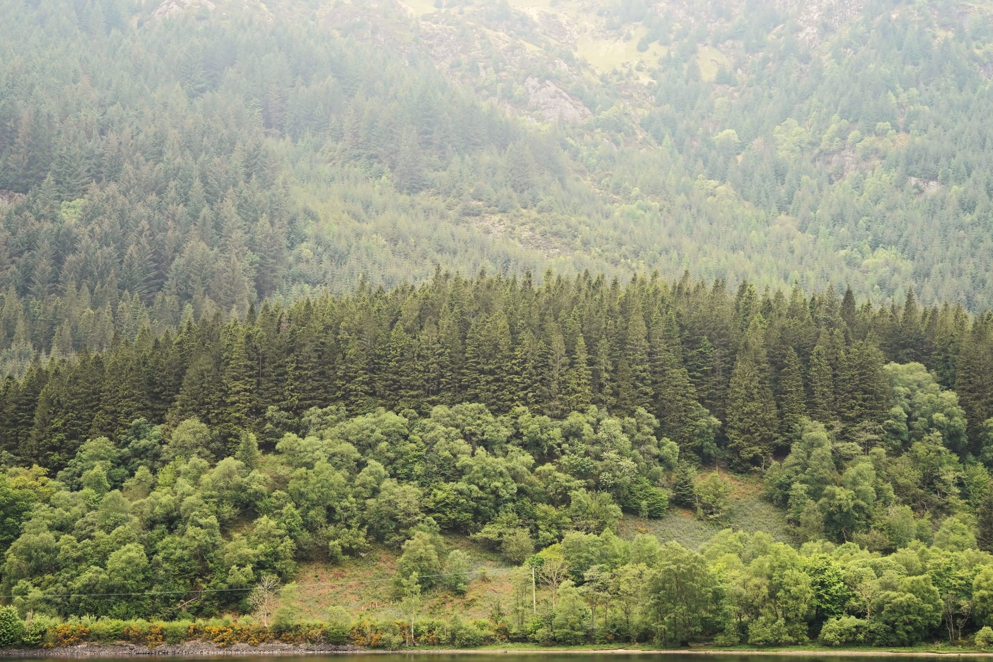 A misty Highland forest landscape, with dense rows of conifer trees and lighter green woodland covering a hillside.