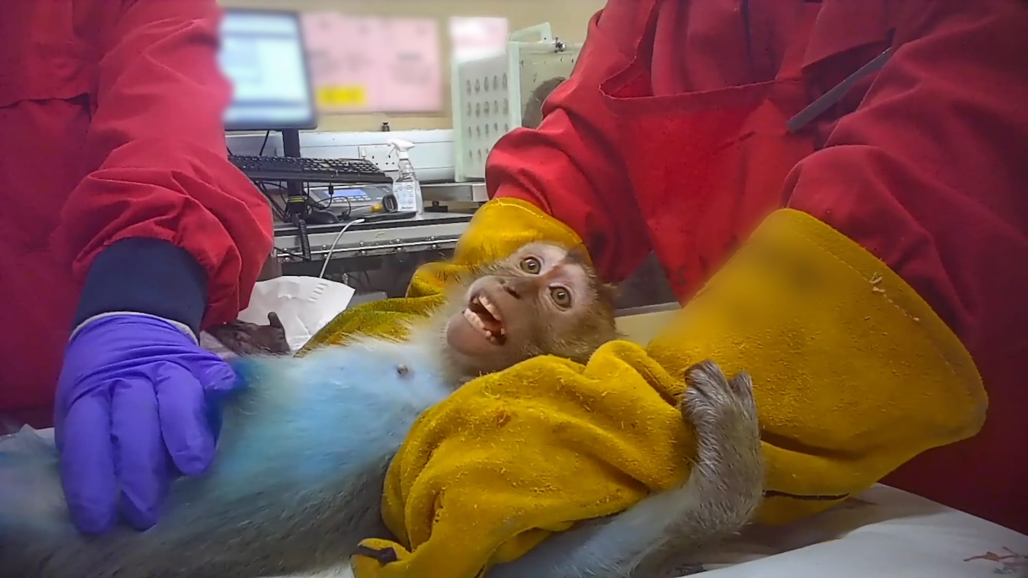 A small monkey lies on a laboratory table while two workers in red protective clothing and heavy gloves hold it in place. Its torso is stained blue, and laboratory equipment is visible in the background.