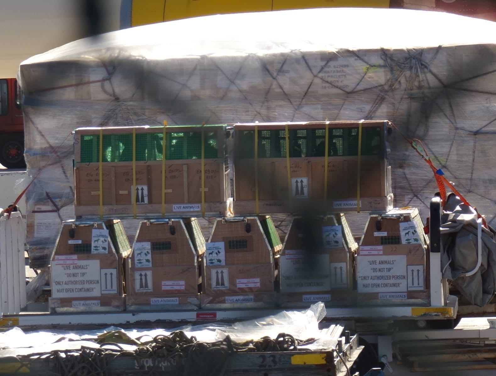 Several wooden transport crates labelled “LIVE ANIMALS” are secured on an airport cargo pallet, with a large wrapped freight load behind them.