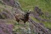 Goat trophy hunting continues years after Scottish Government review vow
