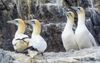 Bird flu pushes ‘globally important’ Scottish seabirds into decline