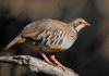 Article: Study to gauge impacts of gamebirds on Scotland's native species to go ahead Image description: A red-legged partrid