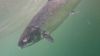 New footage shows deformed salmon at RSPCA-assured fish farm