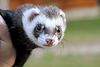 ferret