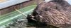 beaver