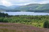 Non-native trees dominate Galloway forest at centre of would-be national park