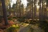 Scotland’s forests dominated by estates, investors and absentee owners, says report