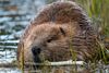 NatureScot failing to enforce humane killing of beavers, say critics