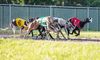 Scottish Animal Welfare Commission opposes unlicensed greyhound track