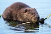 Podcast: NatureScot urged to do more to stop wild beavers being shot