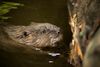63 beavers shot in Scotland last year