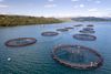 Salmon farm firm fined £800,000 after employee drowned