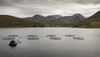 A salmon fish farm in Loch Ainort on the Isle of Skye in the Highlands of Scotland. Foothills of the Cuillin Mountains form t