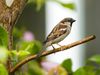 Animal rights groups condemn crude oil experiments on sparrows